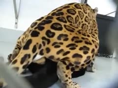 Leopard fucking a beastiality whore in the pussy